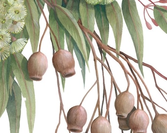 Gumnuts and Gumblossoms print by Debra Meier Art, Flower Wall Art, Gum Nuts Watercolour, Eucalypt Leaf Art, Gum Leaf Art, Artwork gift