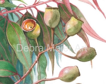Gumnuts art print by Debra Meier Art, Australian native art print, Gumleaves print, Gumnuts Wall Art,Gumnuts watercolour print, Artwork gift