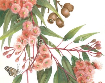 Gumblossoms and Butterflies print by Debra Meier Art, Australian native print, Gumblossom Print, Gumtree Flower Wall Art, Artwork gift