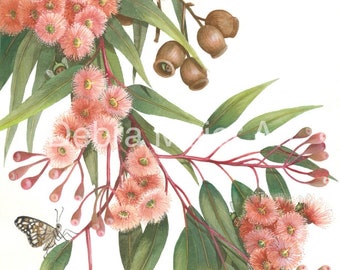 Gumblossoms and Butterflies art print by Debra Meier Art, Australian native print, Gumblossom Print, Gumtree Flower Wall Art, Artwork gift