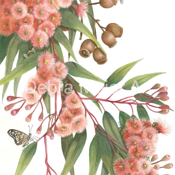 Gumblossoms and Butterflies print by Debra Meier Art, Australian native print, Gumblossom Print, Gumtree Flower Wall Art, Artwork gift