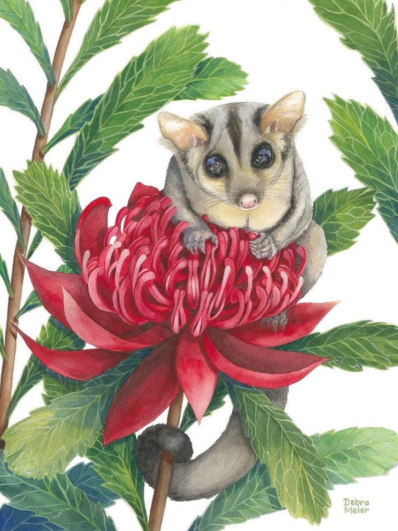 Sugar Glider on red Waratah print by Debra Meier Art, Australian native marsupial watercolour, Animal art, Artwork gift image 1