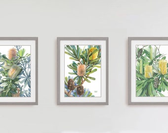 Banksia Trio, Australian native flowers, Triple Set Prints, Set of 3 wall art,Watercolour Flower Art, Watercolour Prints
