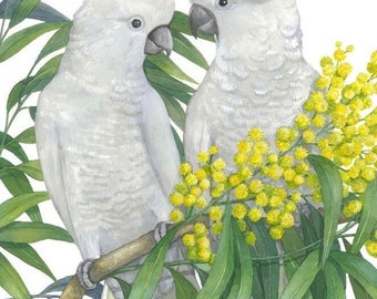 Sulphur Crested Cockatoo pair by Debra Meier Art, Australian native bird print, White Cockatoo print, Golden Wattle print, Artwork gift