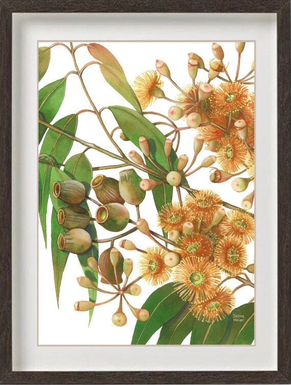 Prints Digital Prints Red Gumblossoms Print Gumtree Flower Wall Art Gum