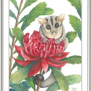 Sugar Glider on red Waratah print by Debra Meier Art, Australian native marsupial watercolour, Animal art, Artwork gift image 2