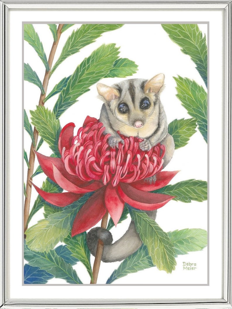 Sugar Glider on red Waratah print by Debra Meier Art, Australian native marsupial watercolour, Animal art, Artwork gift image 2