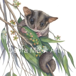 Possum Leadbeater’s by Debra Meier Art, Australian Native animal Watercolour,Fairy Possum Watercolour, Artwork gift