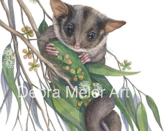 May include: A watercolor painting of a small grey sugar glider with large dark eyes, clinging to a eucalyptus branch with green leaves, small buds, and white flowers. The text Debra Meier Art is visible across the center of the illustration.