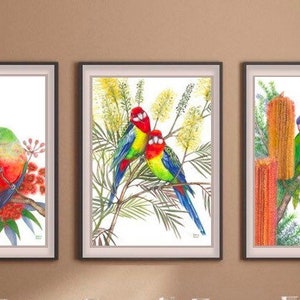 Lovebird Parrot Pairs trio by Debra Meier Art,Australian Native Bird Print,King Parrot, Rainbow Lorikeet, Eastern Rosella,Artwork gift