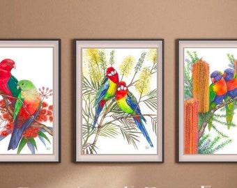 Triple Set of Australian Parrots by Debra Meier Art,Australian Native Bird Print,King Parrot, Rainbow Lorikeet, Eastern Rosella,Artwork gift