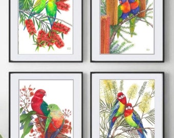 Love Bird Series by Debra Meier Art, Australian native bird prints, Budgerigar, Lorikeet, King Parrot and Eastern Rosella, Artwork gift