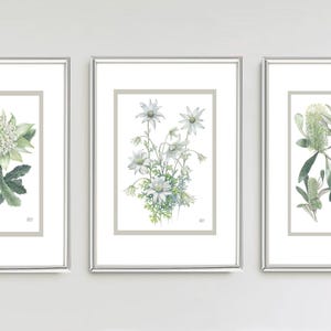 Australian Natives White on White series by Debra Meier Art, Flannel Flower, White Waratah, Banksia, Australian native art, Artwork gift