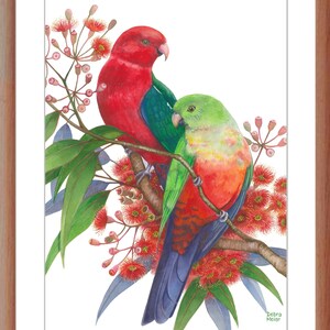 King Parrot pair by Debra Meier Art, Australian native bird print, Red gumblossoms print, Artwork gift image 4