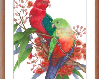 King Parrot Pair Art Print by Debra Meier Art, Australian Native