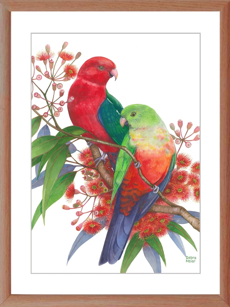 King Parrot pair by Debra Meier Art, Australian native bird print, Red gumblossoms print, Artwork gift image 4