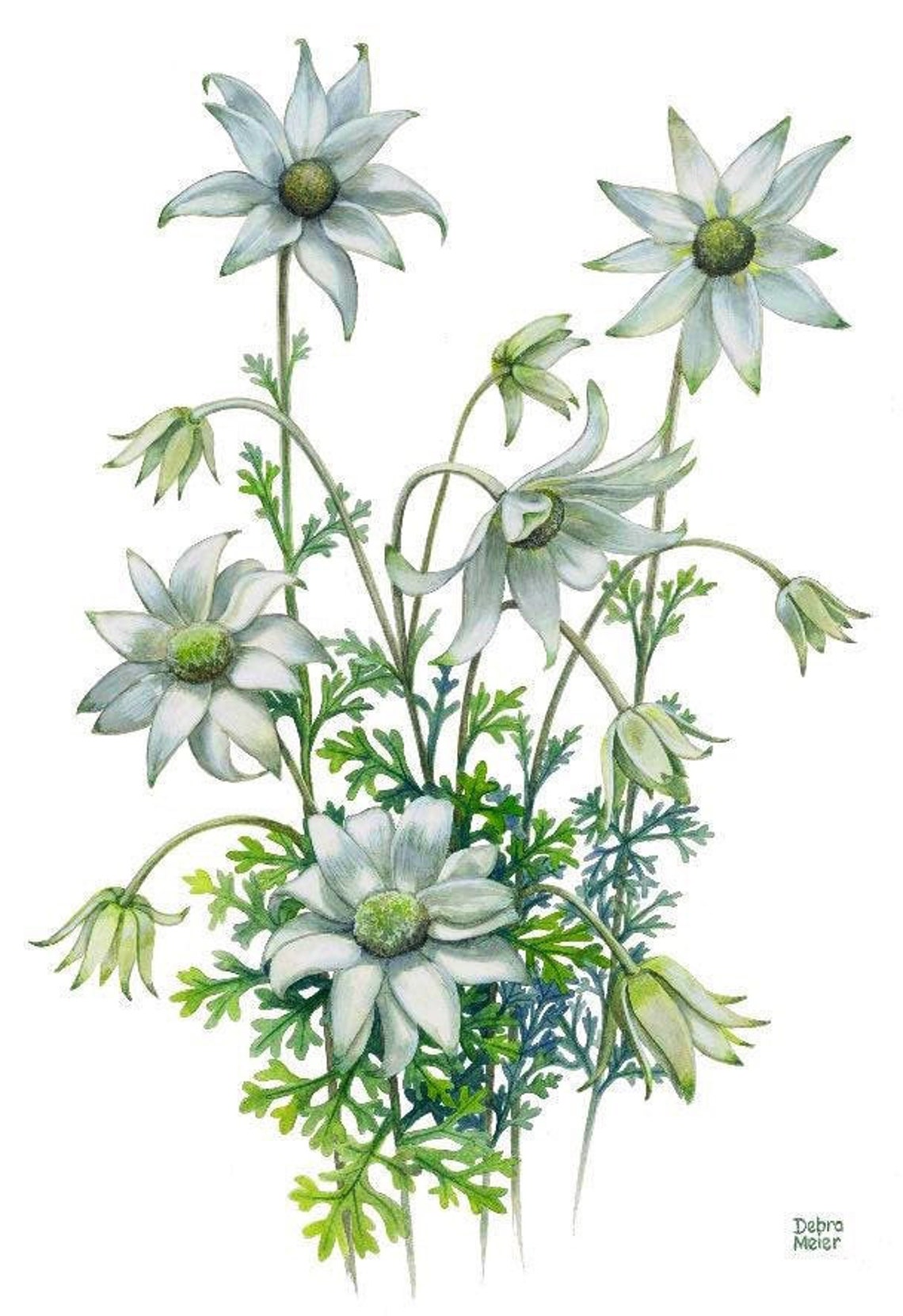 Flannel Flowers Australian Native Art Print Flannel Flower Etsy Australia