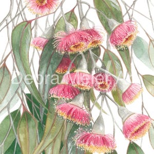 Lámina artística Pink Silver Princess Gumblossoms de Debra Meier Art, lámina de origen australiano, lámina de Gumblossom, Eucalyptus caesia, regalo artístico