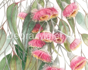 Gumblossoms Silver Princess Pink print by Debra Meier Art, Australian native print, Gumblossom Print, Eucalyptus caesia, Artwork gift