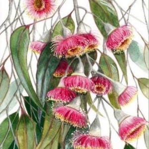 Pink Gumblossoms print by Debra Meier Art, Australian native print, Gumblossom Print, Eucalyptus caesia, Silver Princess Art, Artwork gift