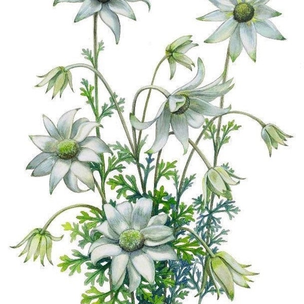 Flannel Flowers print by Debra Meier Art, native art Print, Flower Watercolour, Flower Wall Art, Australian native flower, Artwork gift