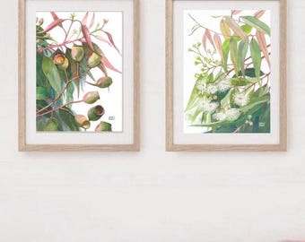 Gumnuts and White Gumblossoms print set by Debra Meier Art, Australian native art print, Gumblossom Print, Gum Nuts Print, Artwork gift