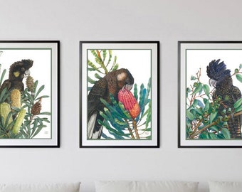 May include: Three framed prints of black cockatoos with yellow and white markings, perched on branches of native Australian plants. The birds are depicted in a realistic style with detailed feathers and foliage.