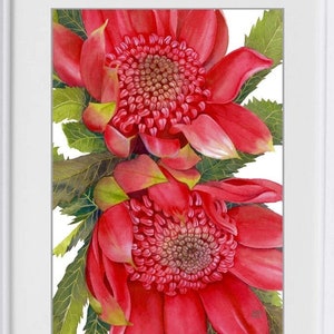 Waratahs Red Two print by Debra Meier Art, Australian native art print, Native flower print, Australian flower, Artwork gift image 7