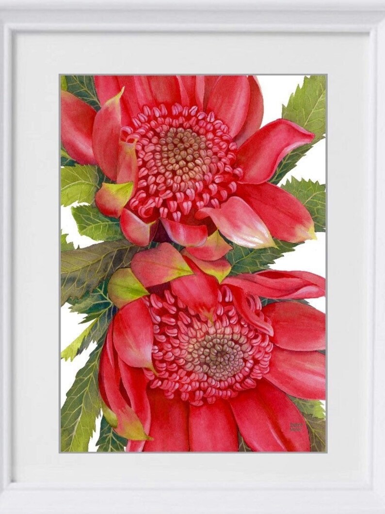 Waratahs Red Two print by Debra Meier Art, Australian native art print, Native flower print, Australian flower, Artwork gift image 7
