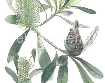 Banksia Coastal Grey by Debra Meier Art, Australian native flower, Banksia flower art, Native flower art, Artwork gift