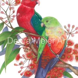Parrot King pair by Debra Meier Art, Australian native bird print, Red gumblossoms print, Artwork gift