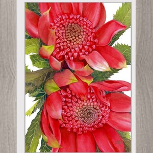 Waratahs Red Two print by Debra Meier Art, Australian native art print, Native flower print, Australian flower, Artwork gift image 2