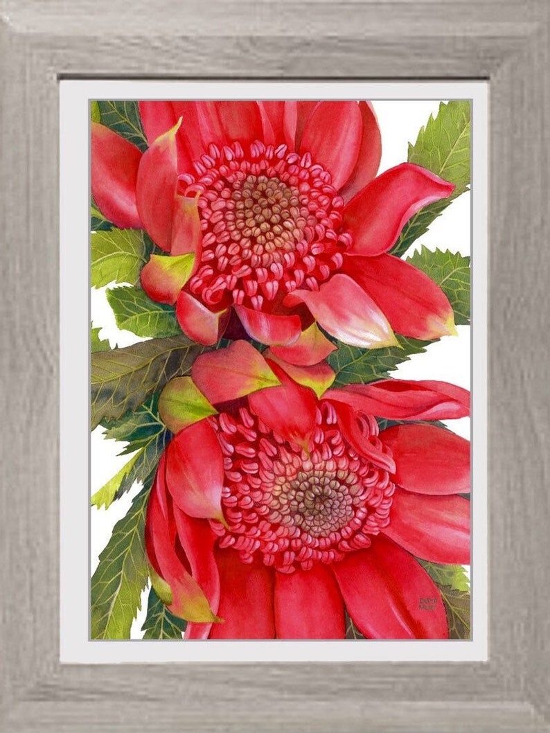 Waratahs Red Two print by Debra Meier Art, Australian native art print, Native flower print, Australian flower, Artwork gift image 2