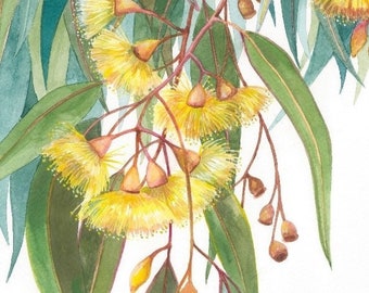 Op de afbeelding: Waterverf schilderij van een tak eucalyptus met gele bloemen en groene bladeren. Het schilderij is onderaan rechts gesigneerd met "Debra Meier".