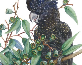 Red-Tailed Female Black Cockatoo by Debra Meier Art, Gumleaves and gumnuts print, Australian native bird print, Gumleaves print,Artwork gift