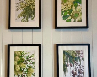 Cream Native Flower Quadruple prints by Debra Meier Art, Australian native flowers, Triple set prints, Watercolour flower art, Artwork Gift
