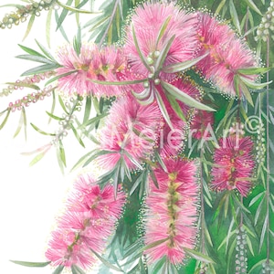 Bottlebrush Pink print by Debra Meier Art, Australian native art print, Native flower print, Botanical print, Artwork gift