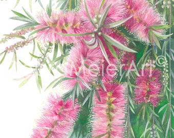 Bottlebrush Pink print by Debra Meier Art, Australian native art print, Native flower print, Botanical print, Artwork gift