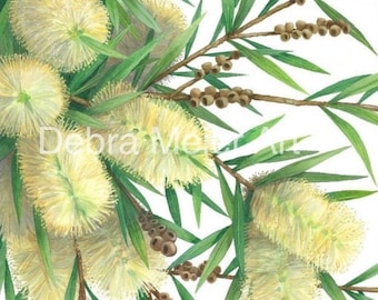 Willow Bottlebrush Print by Debra Meier Art, Australian native art print, Cream Bottlebrush Art, Native flower print, Artwork gift