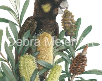 Yellow Tailed Black Cockatoo by Debra Meier Art, Australian native bird print, Coastal Banksia Watercolour, Artwork gift