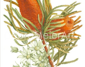 Banksia and Flannel Flower print by Debra Meier Art, Australian native flower art, Bush flower Print, Artwork gift