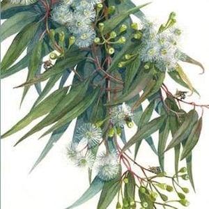 Gumleaves and Blue Banded Bees print by Debra Meier Art,Native Flower Wall Art , Eucalypt Leaf Art, Gum Leaf Art, Artwork gift