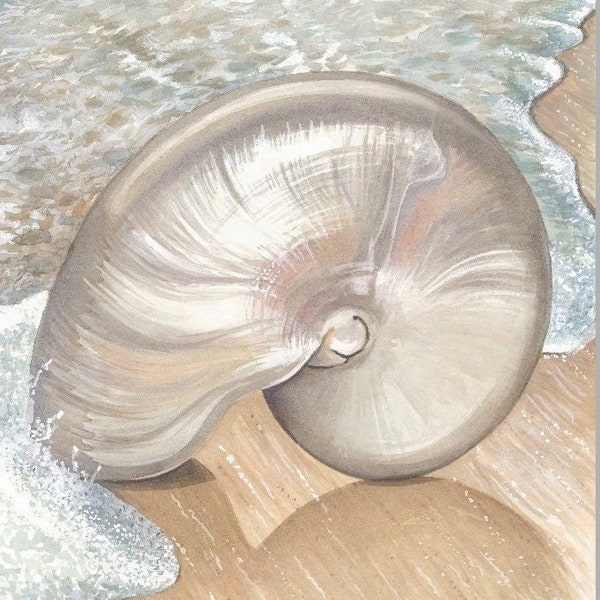 Impresión de concha de Nautilus por Debra Meier Art, acuarela de concha, impresión de arte de concha, pintura oceánica, acuarela de playa, regalo de arte