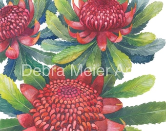 Waratahs Red print by Debra Meier Art, Australian native flower art , Native flower print, Australian flower, Artwork gift