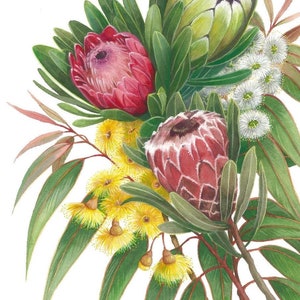 Lámina de proteas y flores de goma de Debra Meier Art, lámina de arte nativo australiano, lámina de proteas, arte mural de flores de goma, regalo artístico