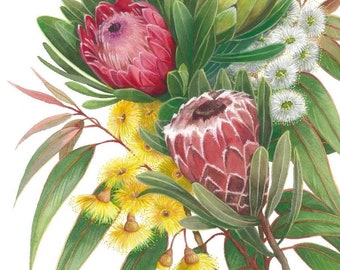 Protea and Gumblossoms Print by Debra Meier Art, Australian Native Art Print,Protea Print, Gumblossoms Wall Art, Artwork Gift