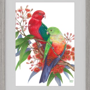 King Parrot pair by Debra Meier Art, Australian native bird print, Red gumblossoms print, Artwork gift image 2