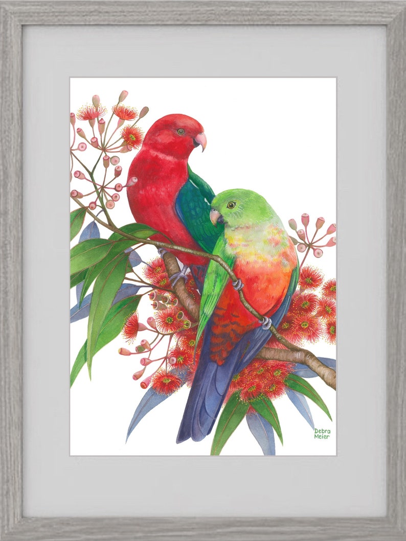 King Parrot pair by Debra Meier Art, Australian native bird print, Red gumblossoms print, Artwork gift image 2