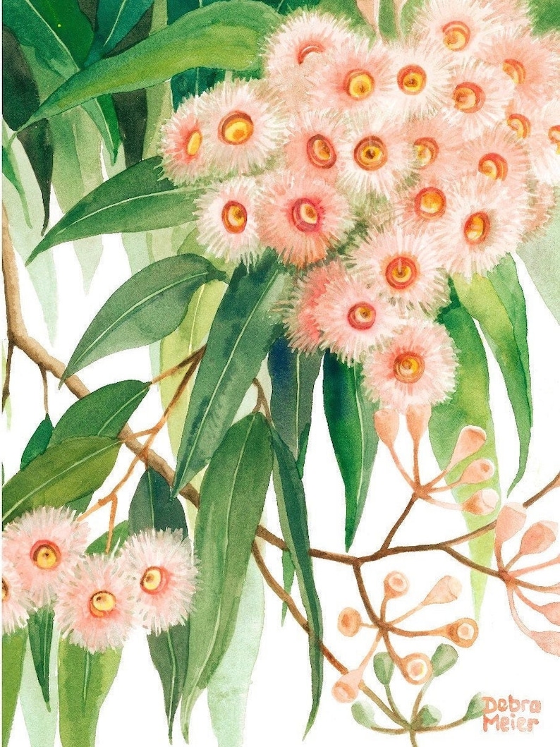 May include: Watercolor painting of a eucalyptus branch with pink flowers and green leaves. The artist's signature, "Debra Meier", is in the bottom right corner.