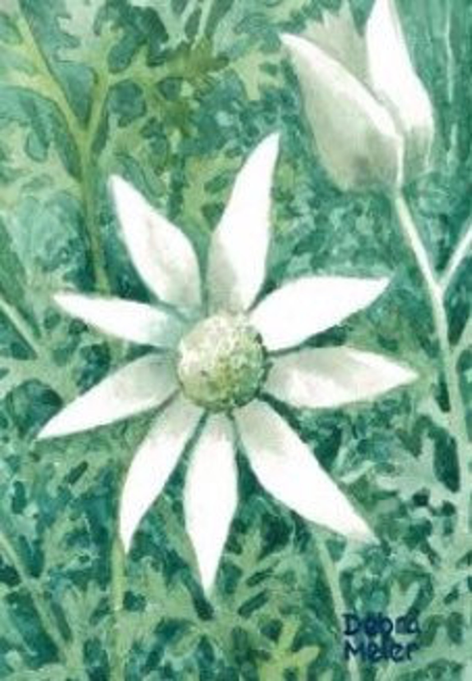 Flannel Flowers With Teal BackgroundAustralian native art Etsy
